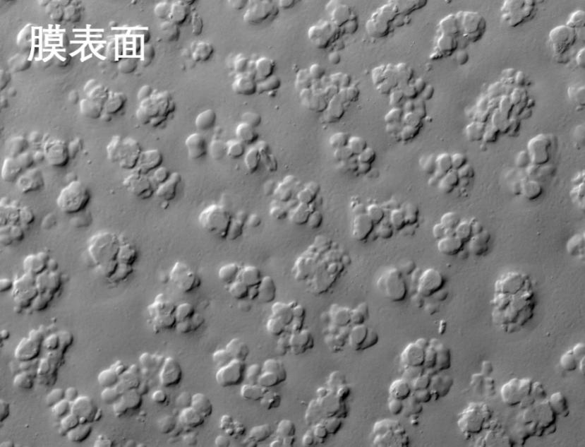 午夜福利合集燒結管式膜電鏡照片